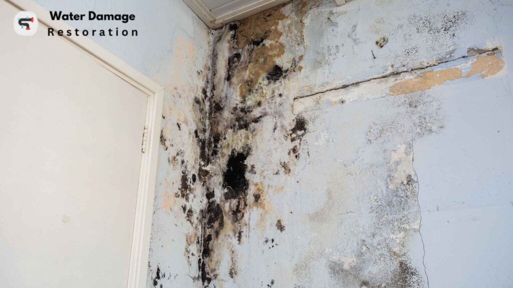 Water Damage Restoration Basics